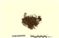 藏品(側枝提燈苔)的圖片